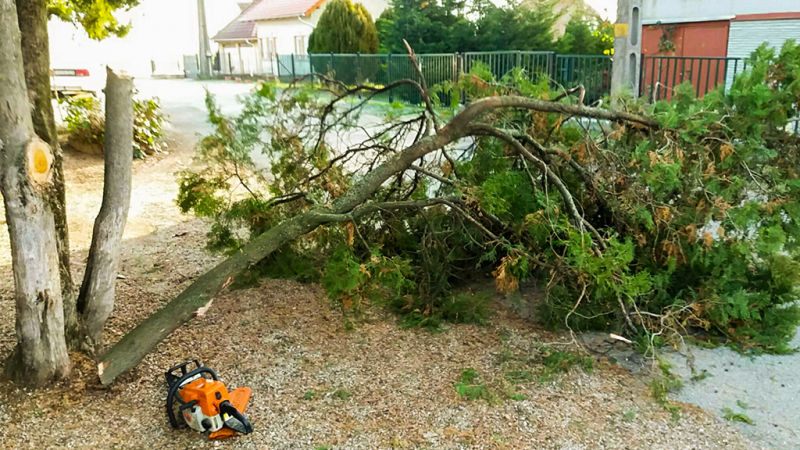 Kiöregedett fák vágása