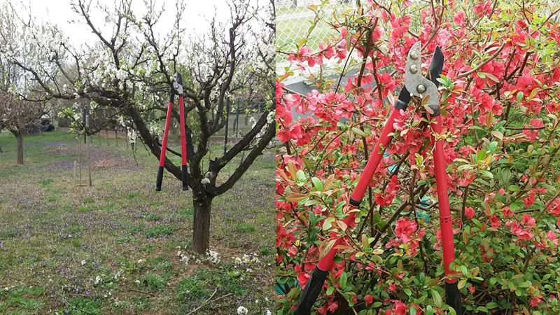 Gyümölcsfák metszése