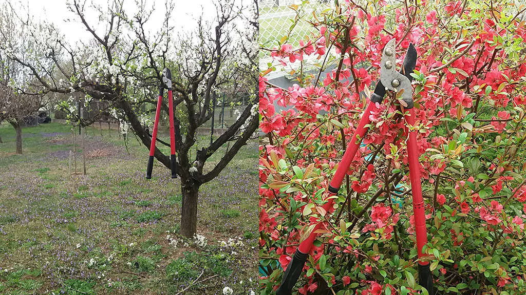 Gyümölcsfák metszése