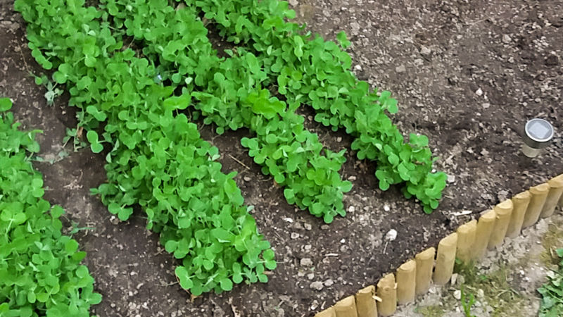 Palánták ültetése