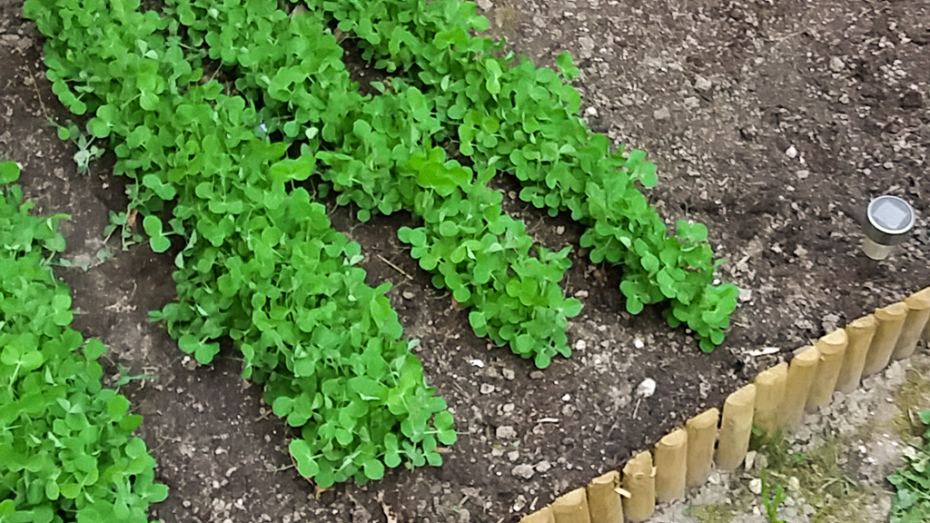 Palánták ültetése