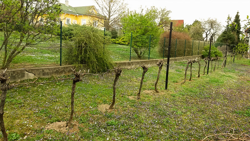 Kordon szálvesszőzése