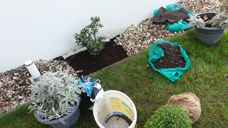 Palánták és cserjék ültteése