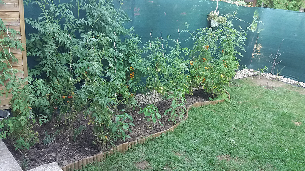 Paradicsom palánták ültetése