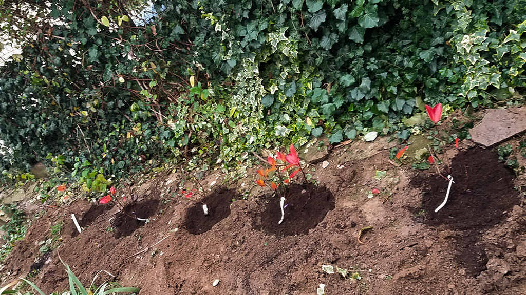 Facsemeték ültetése