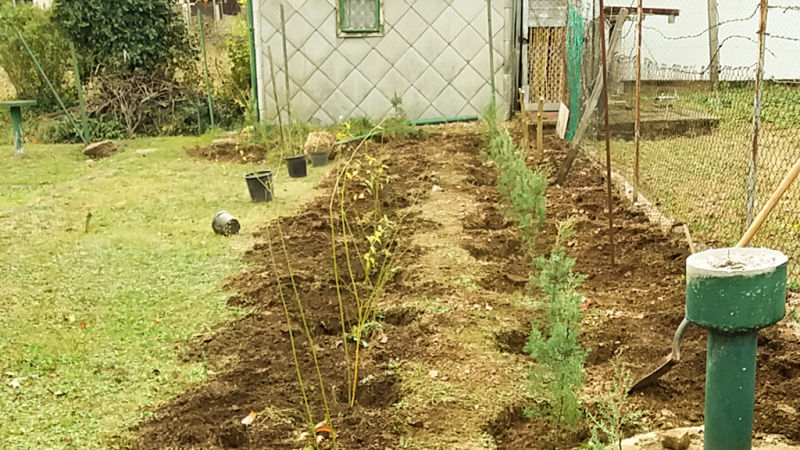 Facsemeték ültteése